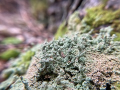 Cladonia squamosa