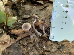Pseudobaeospora