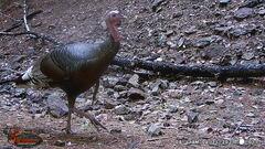 Meleagris gallopavo mexicana