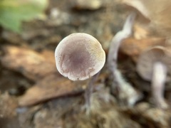 Pseudobaeospora