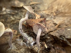 Pseudobaeospora