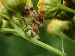 Phymata pennsylvanica