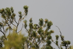 Setophaga nigrescens