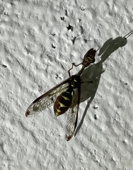 Pseudoclimaciella