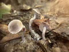 Pseudobaeospora