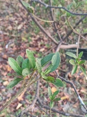 Rhododendron × pulchrum
