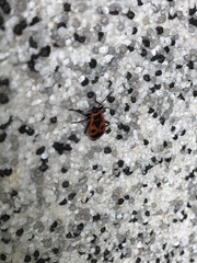 Pyrrhocoris apterus