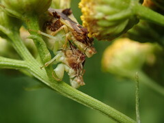 Phymata pennsylvanica