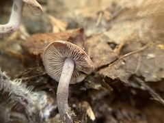 Pseudobaeospora