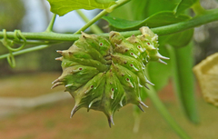 Apochima flabellaria