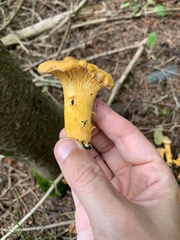 Cantharellus enelensis