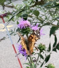 Vanessa virginiensis