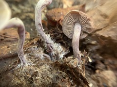 Pseudobaeospora
