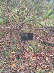 Rhododendron × pulchrum