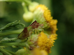 Phymata pennsylvanica