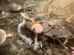 Pseudobaeospora