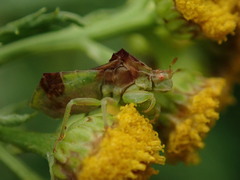 Phymata pennsylvanica