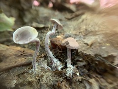 Pseudobaeospora