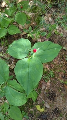 Trillium undulatum