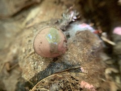 Pseudobaeospora