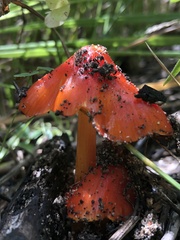 Hygrocybe splendidissima