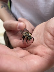 Xylocopa virginica