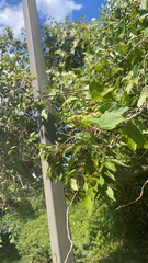 Ampelopsis glandulosa