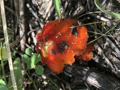 Hygrocybe splendidissima