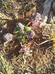 Ledebouria ovatifolia