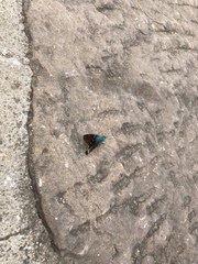 Eudamini