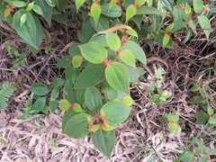 Miconia neourceolata