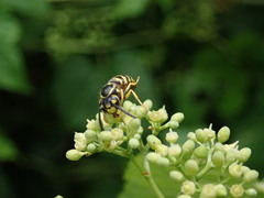 Dolichovespula arenaria