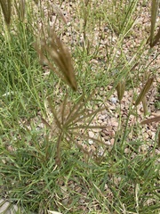 Chloris virgata