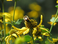 Bombus rufocinctus