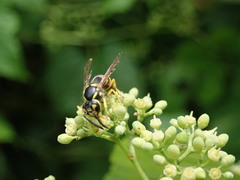 Dolichovespula arenaria