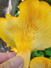 Omphalotus