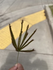 Chloris virgata