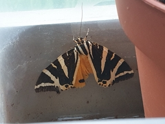 Euplagia quadripunctaria