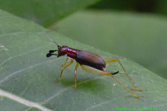 Phyllopalpus pulchellus