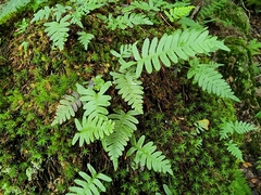 Polypodium virginianum