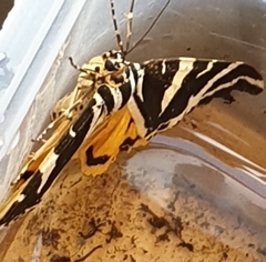 Euplagia quadripunctaria