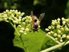 Dolichovespula arenaria