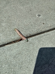 Sphingidae