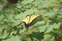 Papilio multicaudata