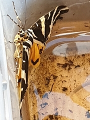 Euplagia quadripunctaria