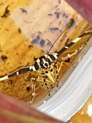 Euplagia quadripunctaria