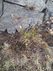 Bulbine abyssinica