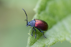 Freudeita cupripennis