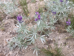Lupinus obtusilobus