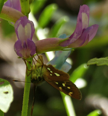 Piruna polingii